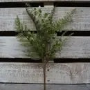Fern Pick